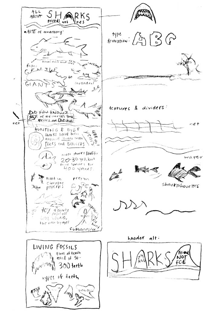 Sharks infographic thumbnail sketches