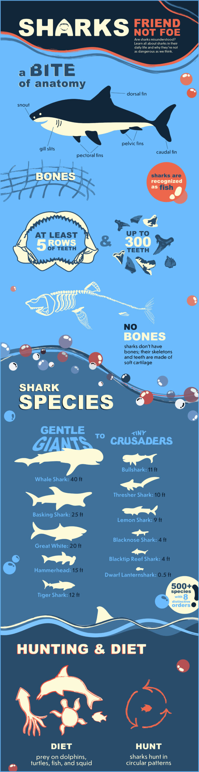 Final Version of shark infographic, top half